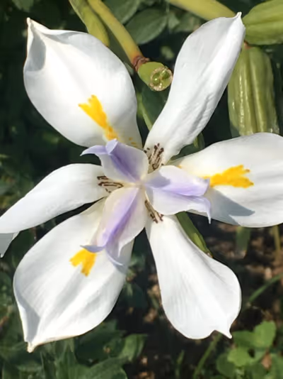Dietes iridioides