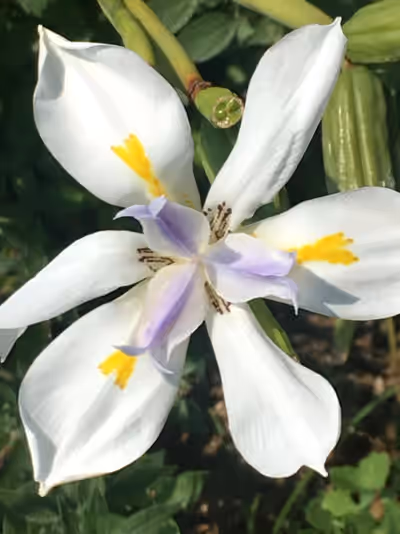 Dietes iridioides