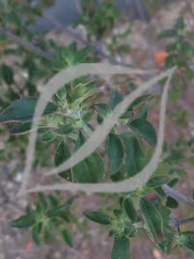 Prostanthera ovalifolia