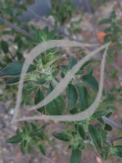 Prostanthera ovalifolia