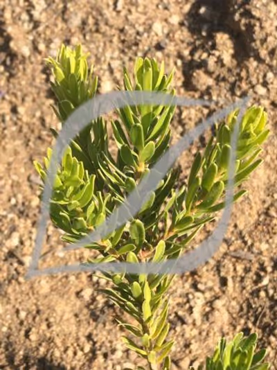 Melaleuca diosmifolia