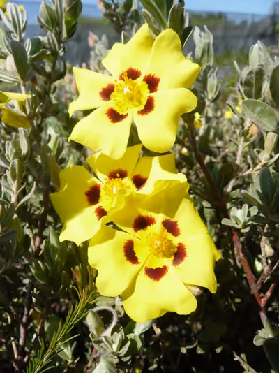 Halimium lasianthum 'Formosum'