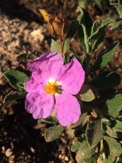 Cistus creticus 'Calcosalto'