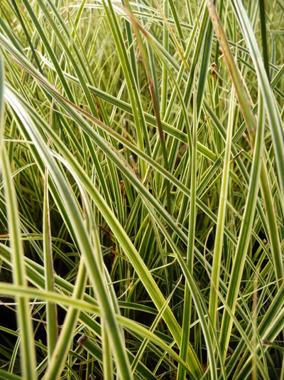 Carex brunnea 'Variegata'