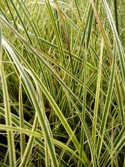 Carex brunnea 'Variegata'