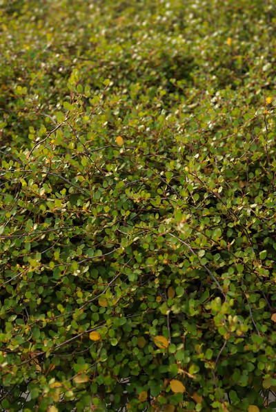 Muehlenbeckia complexa