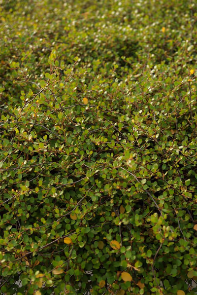 Muehlenbeckia complexa