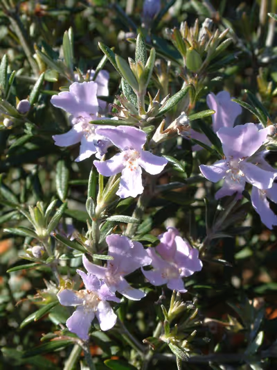 Westringia 'Wynyabbie Gem' (longifolia)