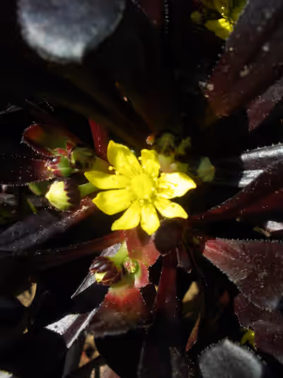 Aeonium arboreum 'Atropurpureum'