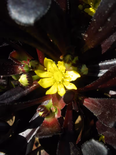 Aeonium arboreum 'Atropurpureum'
