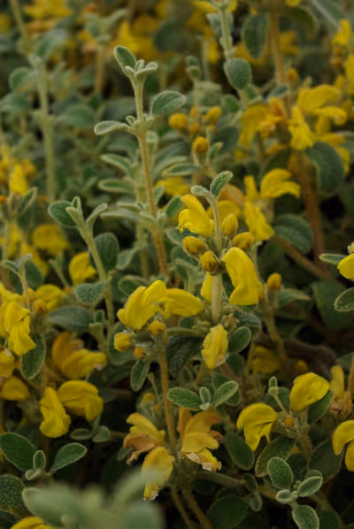 Phlomis lanata