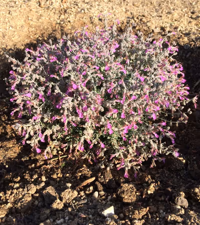 Teucrium subspinosum