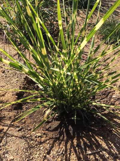 Miscanthus sinensis 'Zebrinus' ®