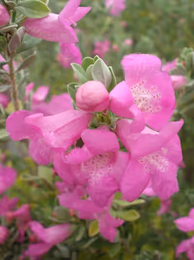 Leucophyllum frutescens 'Green Cloud'
