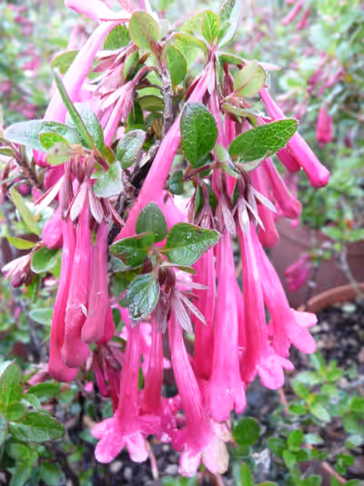 Abelia floribunda