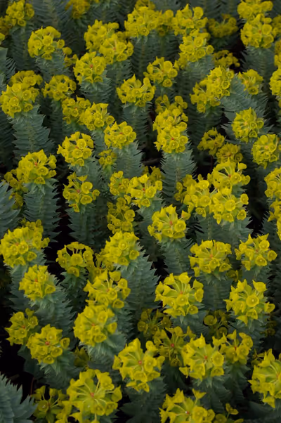Euphorbia rigida