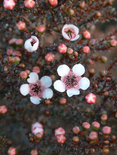 Leptospermum scoparium 'White'