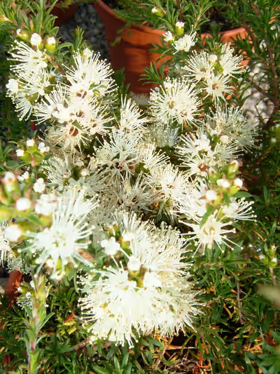 Kunzea ambigua