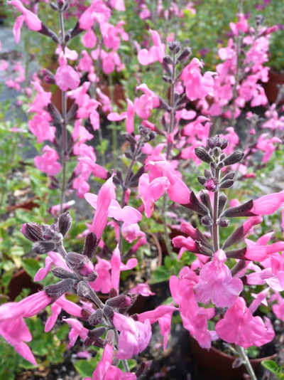 Salvia microphylla 'Pink Blush'