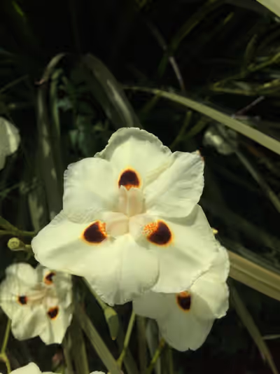 Dietes bicolor