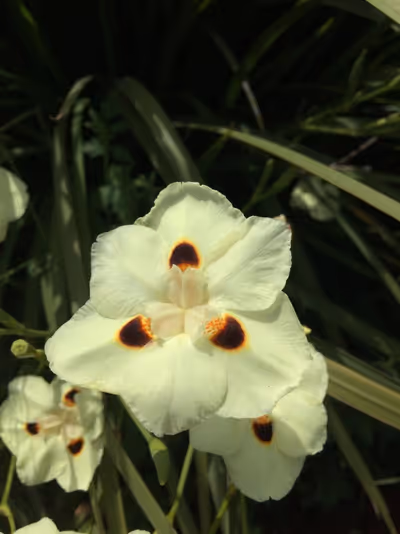 Dietes bicolor