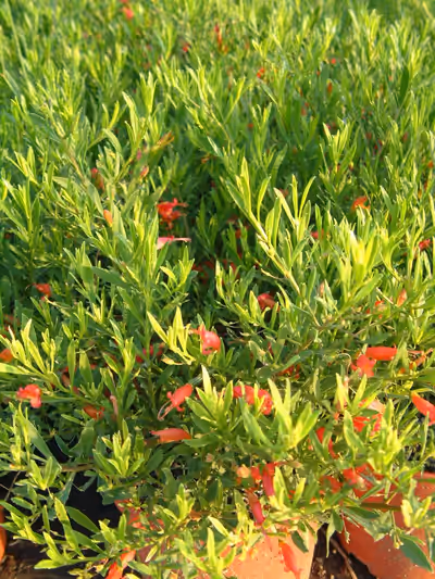 Eremophila maculata