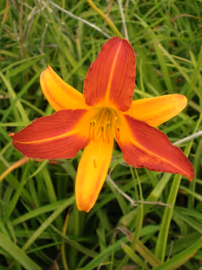 Hemerocallis 'Mary Guenther'
