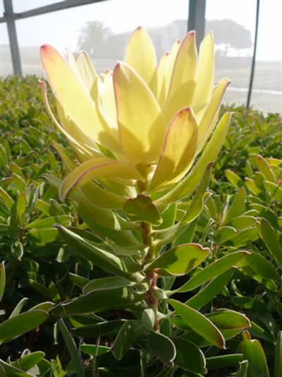Leucadendron 'Safari Goldstrike'