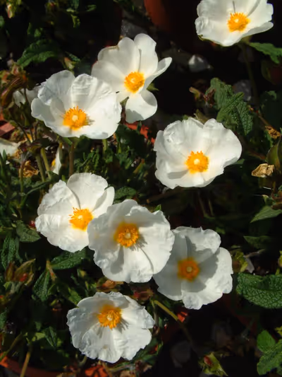 Cistus x florentinus