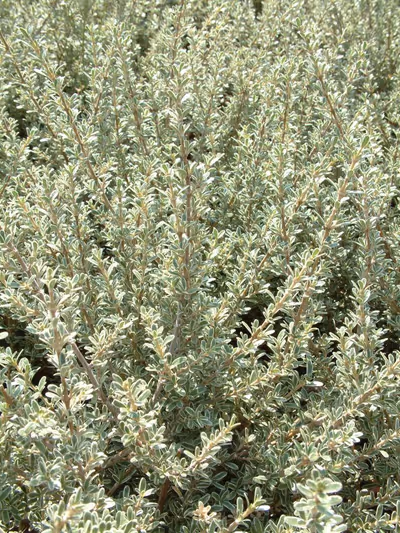 Coprosma kirkii 'Variegata'