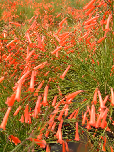 Russelia equisetiformis