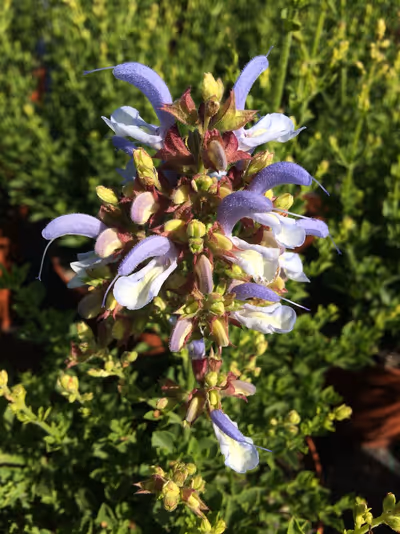 Salvia chamelaeagnea