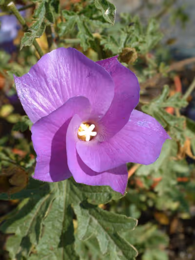 Alyogyne huegelii 'Santa Cruz'