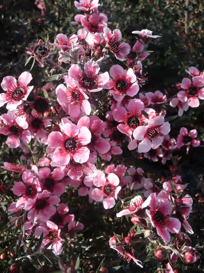 Leptospermum scoparium 'Martinii'