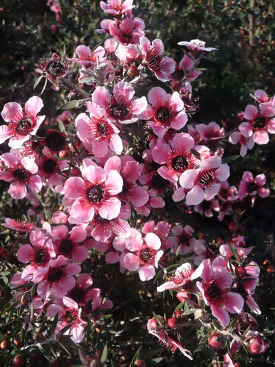 Leptospermum scoparium 'Martinii'