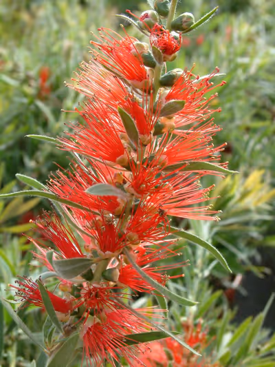 Callistemon masotti 'Mini Red' ®
