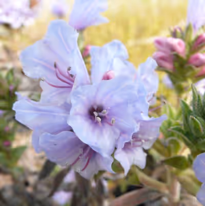 Lobostemon fruticosus