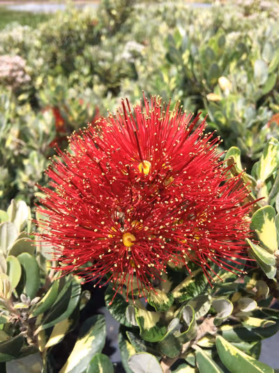 Metrosideros kermadecensis 'Variegata'