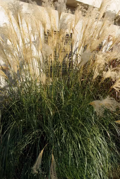 Miscanthus sinensis 'Adagio'
