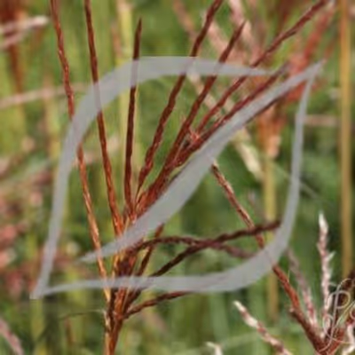Miscanthus sinensis 'Ferner Osten'