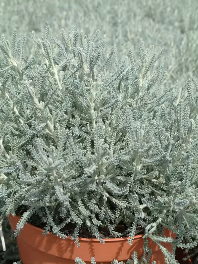 Santolina chamaecyparissus