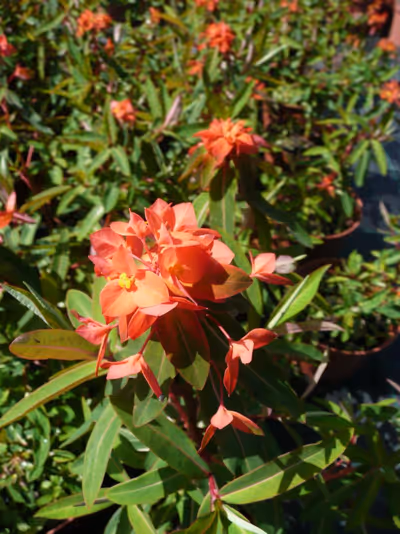 Euphorbia griffithii 'Fireglow'