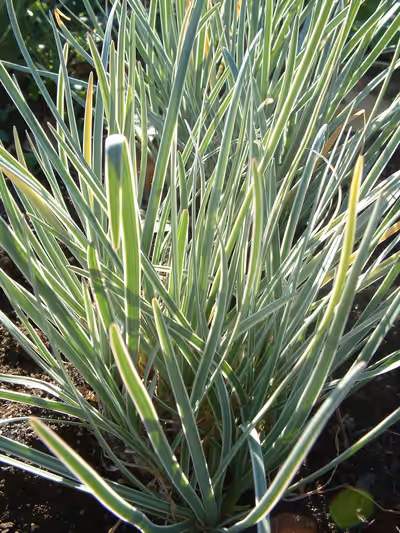 Tulbaghia violacea 'Silver Lace'