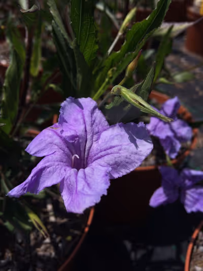Ruellia brittoniana