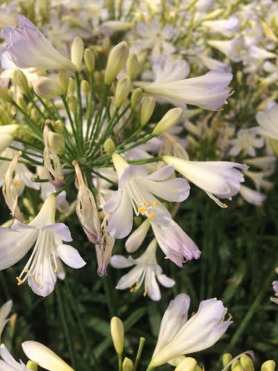 Agapanthus 'Silver Baby'