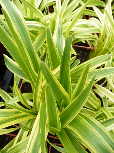 Liriope muscari 'Gold Banded'