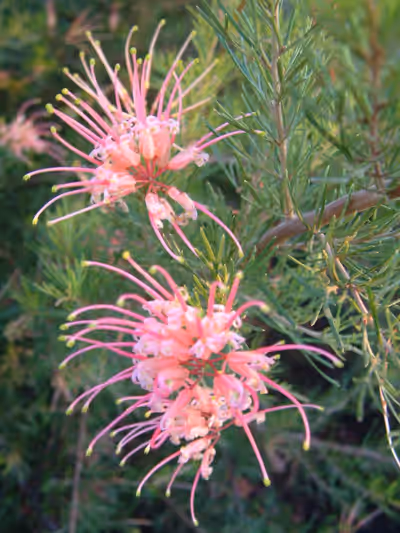 Grevillea x semperflorens