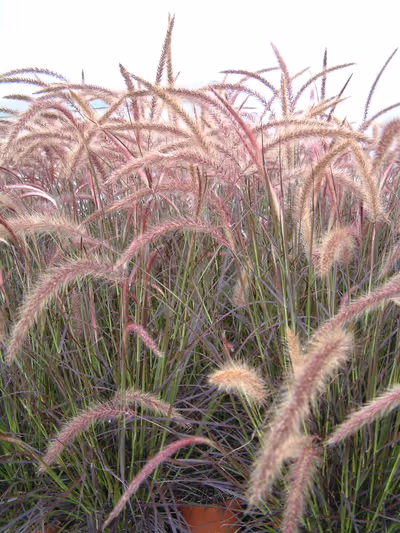 Pennisetum advena 'Rubrum Dwarf'