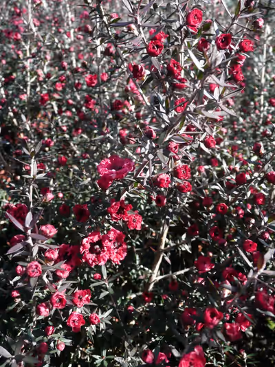 Leptospermum scoparium 'Red Damask'