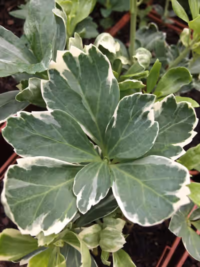 Pachysandra terminalis 'Variegata'
